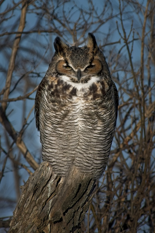 Great Horned Owl by Steve Tugwell